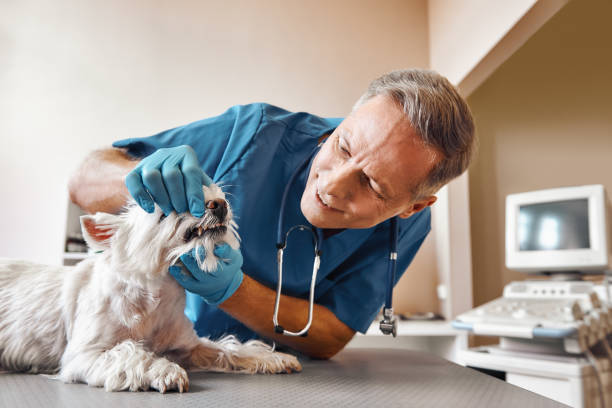 Best Emergency Root Canal Treatment in Bellefonte, PA